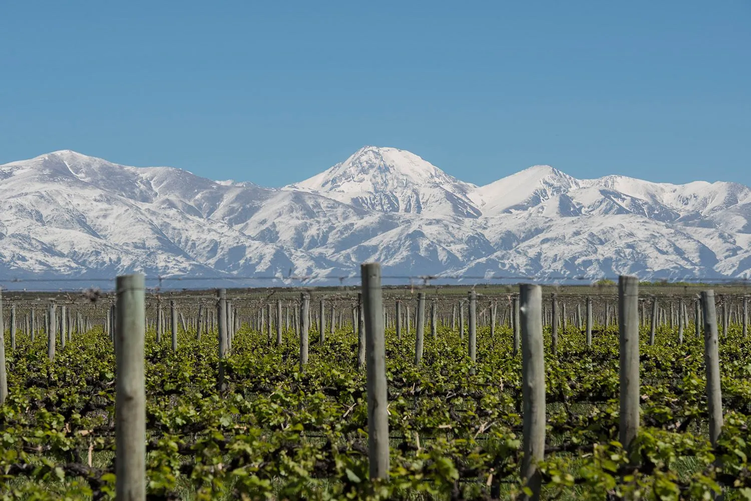 Visit Argentina Actividades Golf en Mendoza